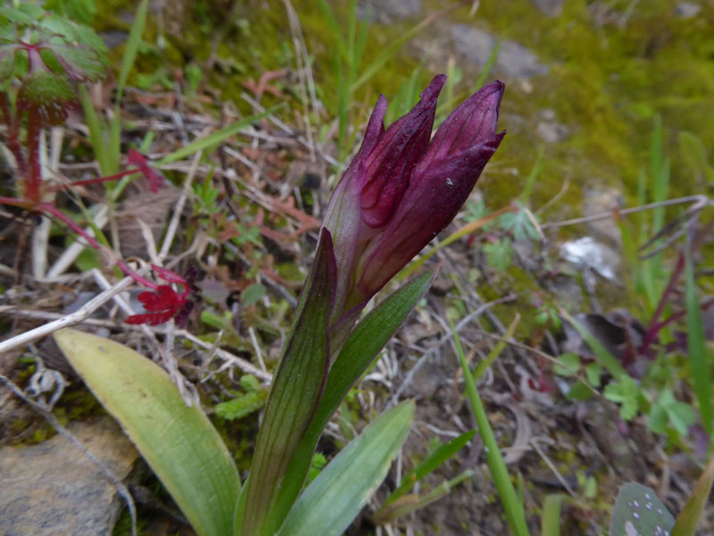 Anacamptis papilionacea ( e Anacamptis x gennarii)